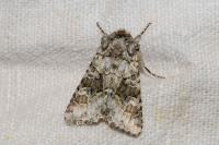 Hecatera bicolorata