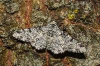 Biston betularia