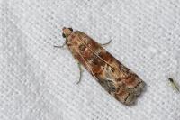 Phycita roborella