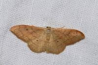 Idaea rubraria