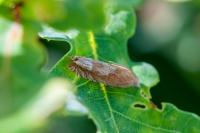 Eucosma conterminana