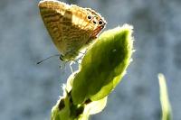 Lampides boeticus