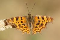 Polygonia c-album