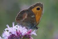 Pyronia tithonus