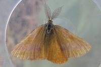 Lythria cruentaria