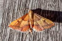 Endotricha flammealis