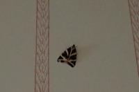 Euplagia quadripunctaria