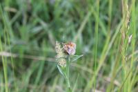 Melitaea parthenoides