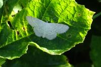 Scopula immutata