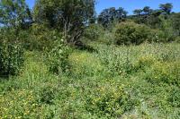 Lycaena dispar