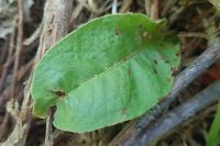 Lycaena dispar