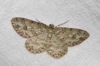 Ectropis crepuscularia