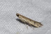 Phycitodes