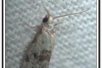 Cochylis hybridella