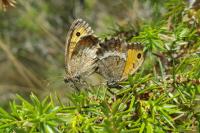 Arethusana arethusa