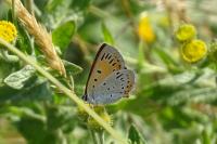 Lycaena dispar
