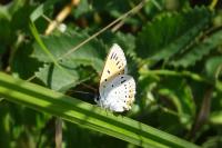 Lycaena dispar