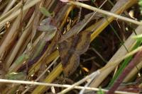 Scotopteryx chenopodiata