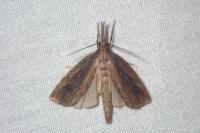Chilo phragmitellus