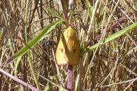 Diacrisia sannio