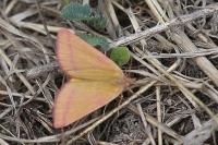 Lythria purpuraria