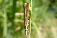 Agriphila straminella
