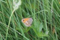 Coenonympha pamphilus