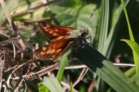Ochlodes sylvanus