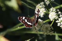 Araschnia levana
