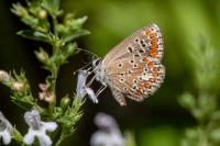 Aricia agestis
