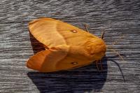 Lasiocampa quercus