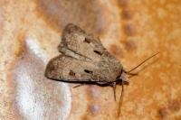 Agrotis exclamationis exclamationis