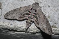 Agrius convolvuli
