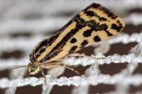 Emmelia trabealis