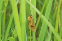Diacrisia sannio