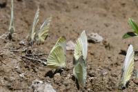 Pieris rapae