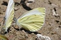 Pieris napi