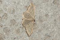 Idaea straminata