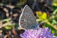 Polyommatus icarus