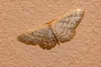 Idaea