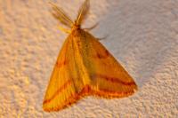Lythria purpuraria