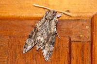 Agrius convolvuli
