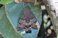 Macroglossum stellatarum