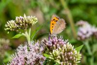 Lycaena phlaeas