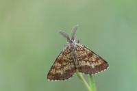 Ematurga atomaria