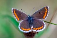 Aricia agestis