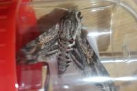 Agrius convolvuli