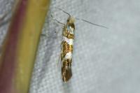 Argyresthia goedartella