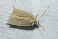 Agonopterix pallorella