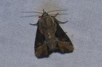 Lateroligia ophiogramma